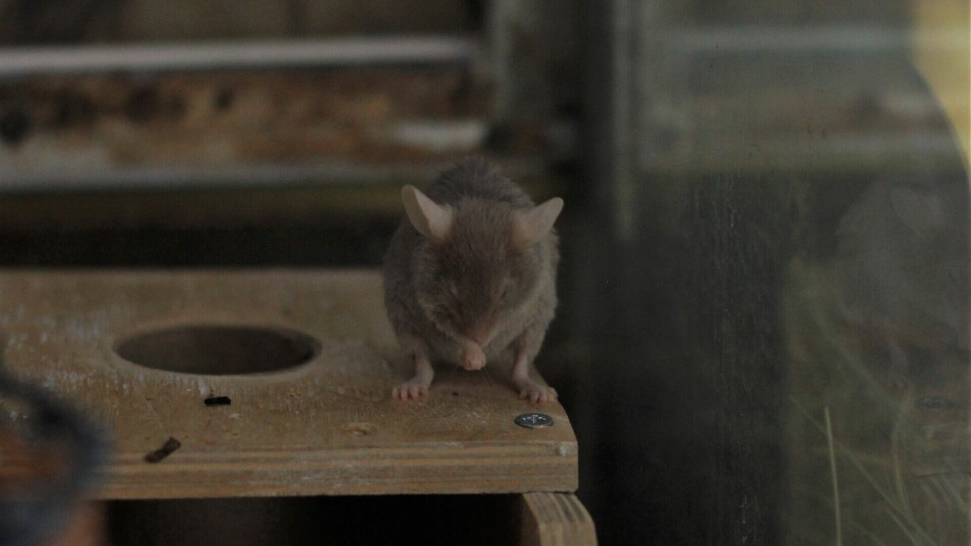 Заболеваемость мышиной лихорадкой в Татарстане подскочила в 3,7 раза