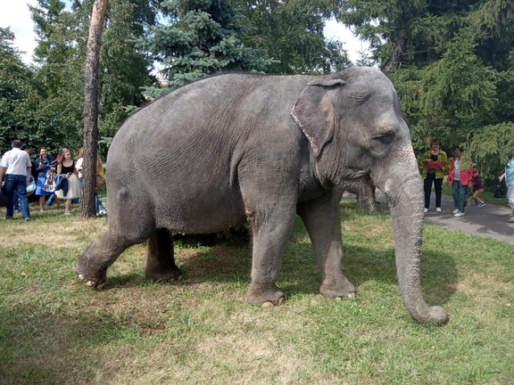Слониху из российского зоопарка изнасиловали в малолетстве