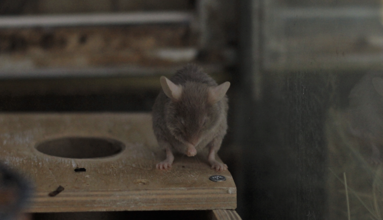 На Московском рынке нашли крысиные норы