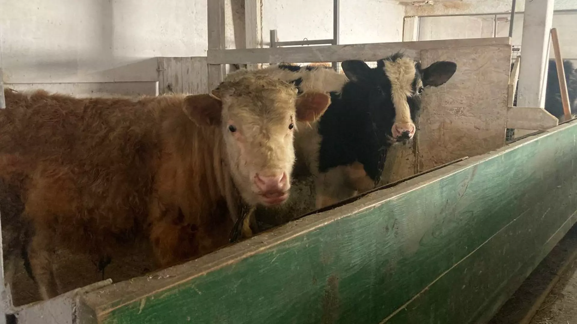 Причиной вспышки бруцеллеза в Татарстане назвали несанкционированный завоз скота