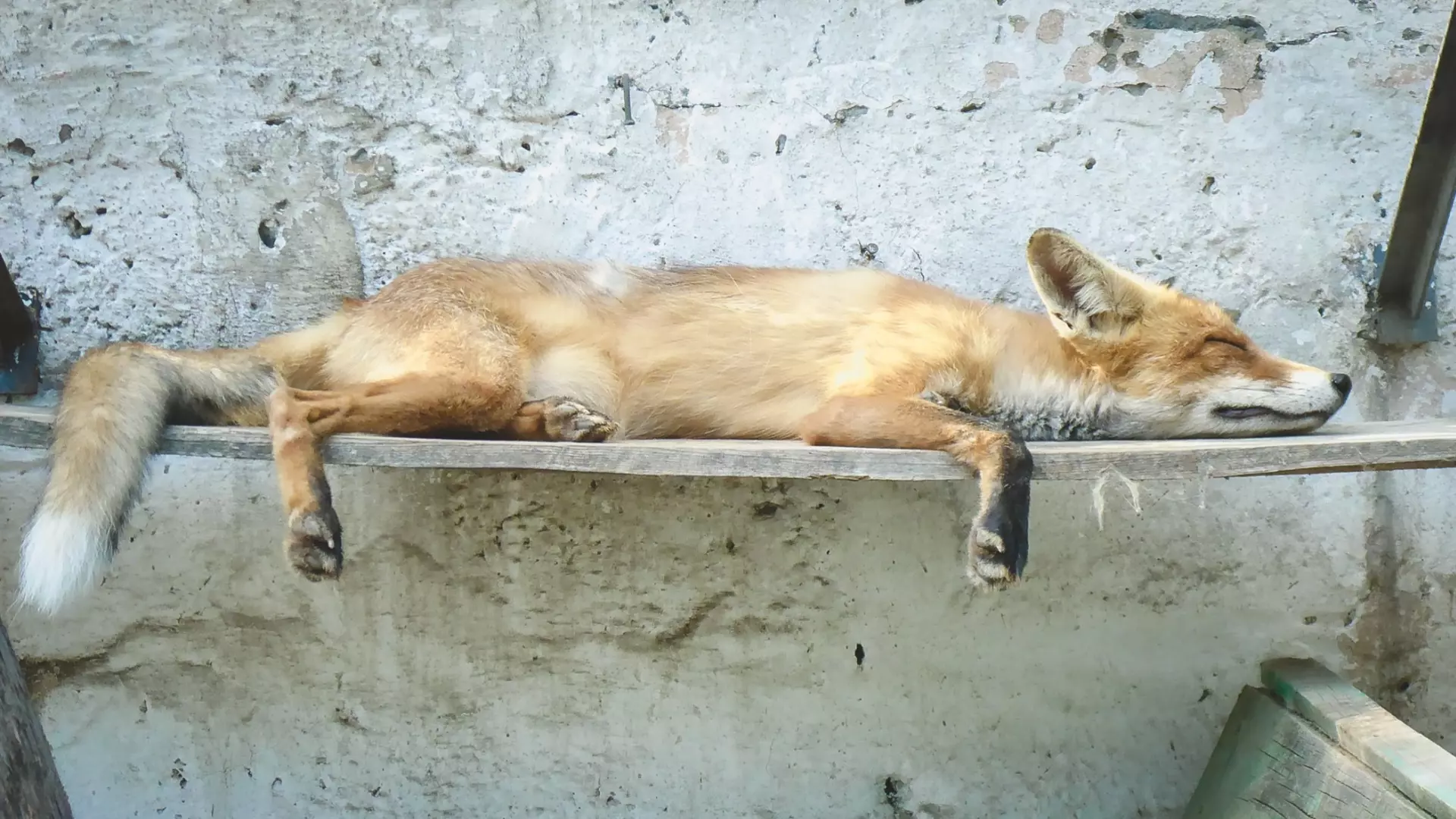 Стихийные свалки продолжают завлекать лисиц в татарстанские поселки