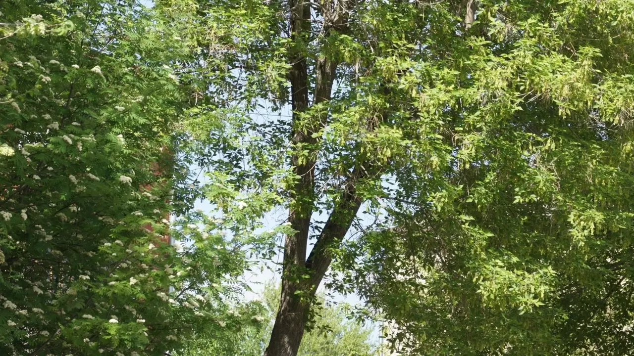 Казанцы годами ждут обрезки деревьев
