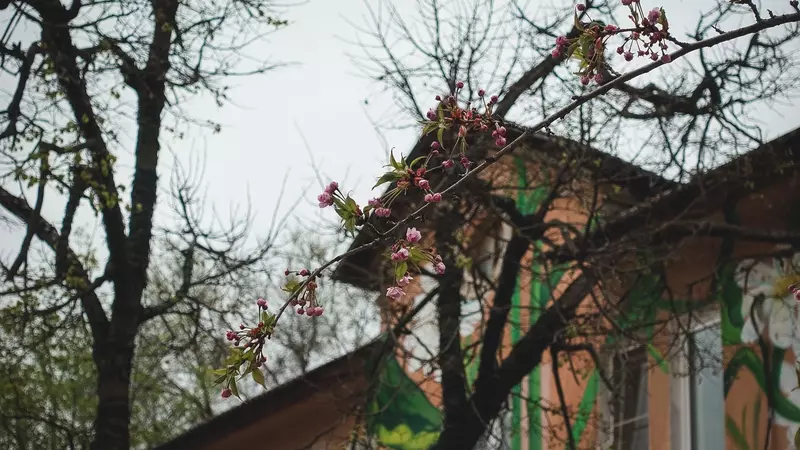 Яблони не спас: чем обернётся для Татарстана холодный май