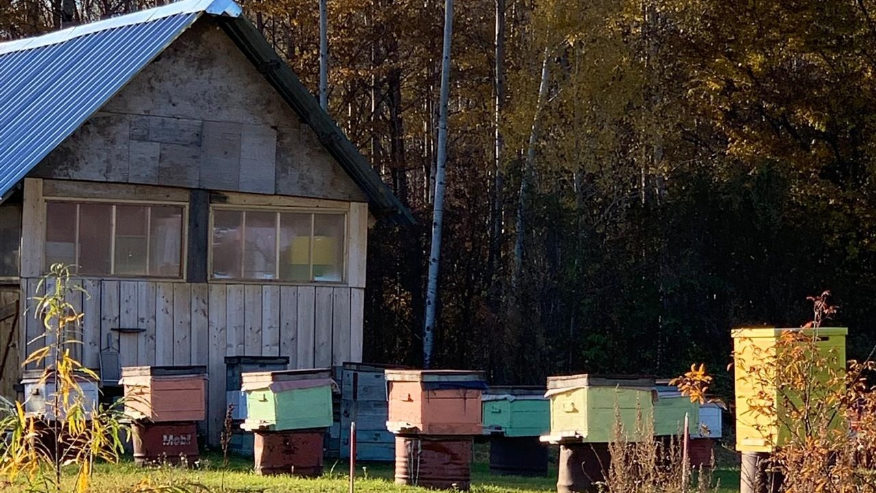 Татарстанские пчеловоды просят возмещать им ущерб за «закрытых» пчел