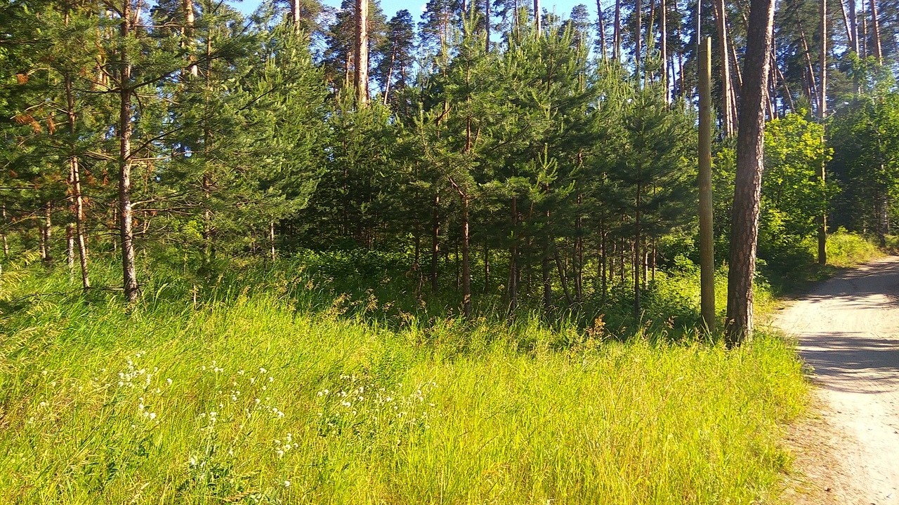 В Татарстане продлили запрет на посещение лесов