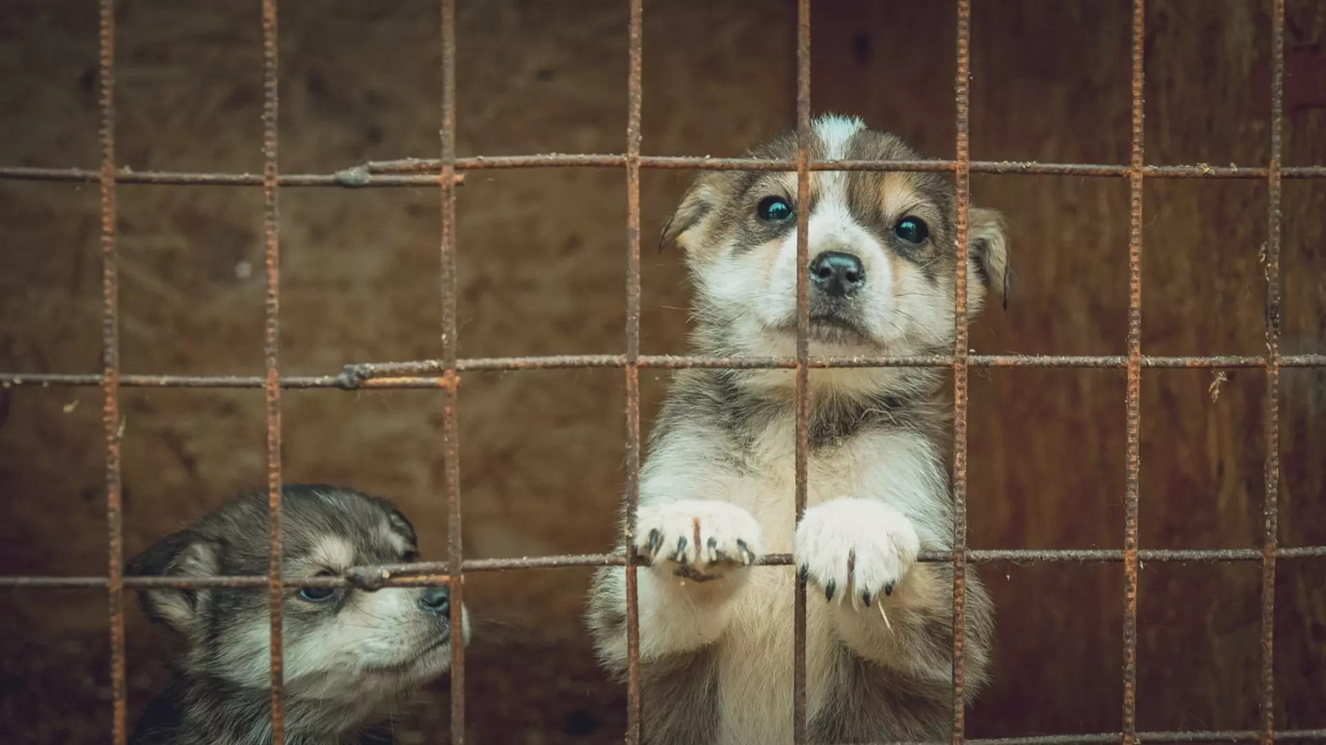 В Татарстане живодер повесил маленьких щенков