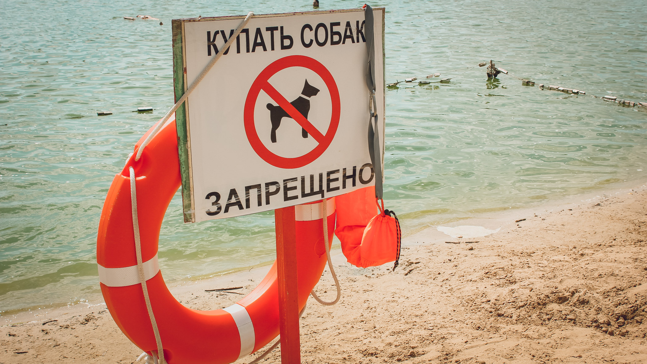 МЧС раскритиковало купающихся с собаками татарстанцев