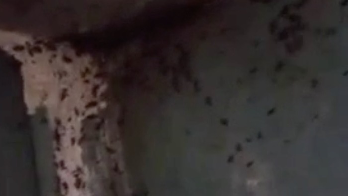 Татарстанцы показали переполненный тараканами подвал