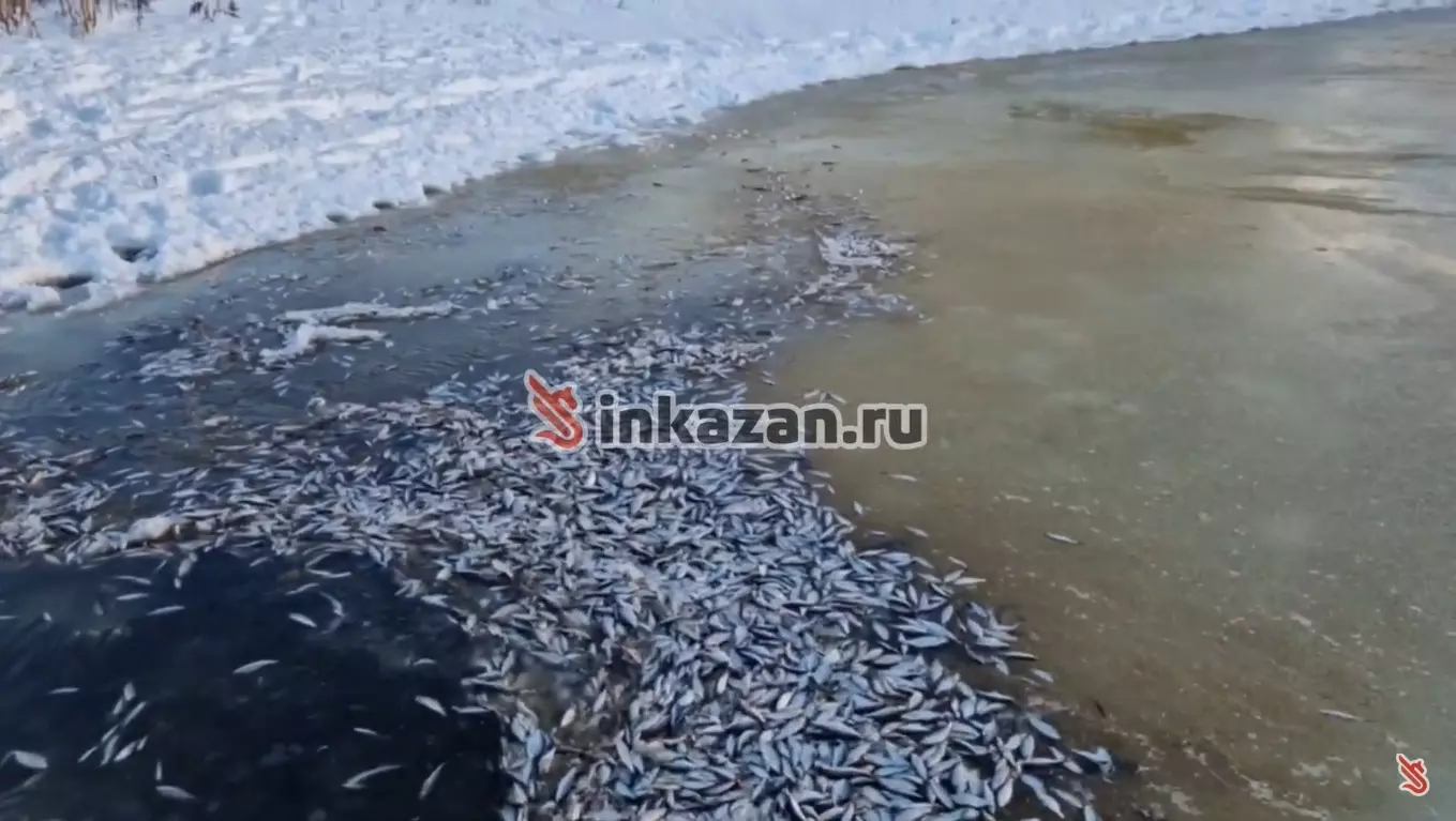 Появилось видео мора рыбы на Волге в Казани