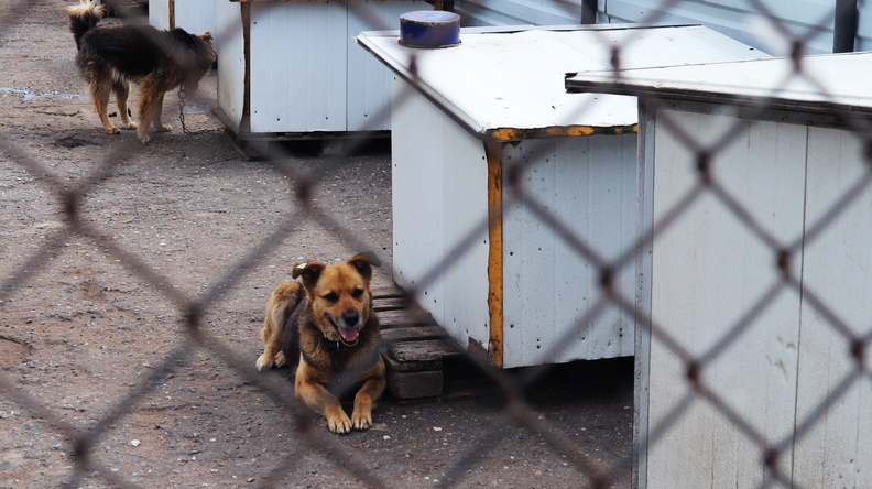 В Татарстане от потопа спасли приют для собак
