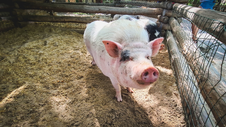 Африканская чума свиней распространяется по Татарстану
