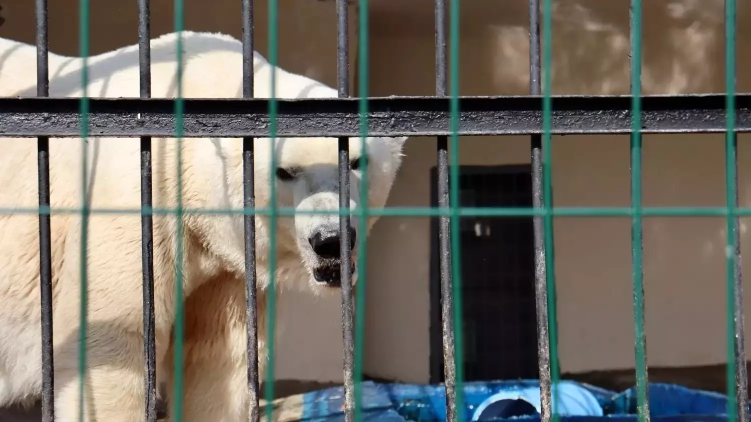 Прокуратура заставила казанский зоопарк изменить условия содержания медведя