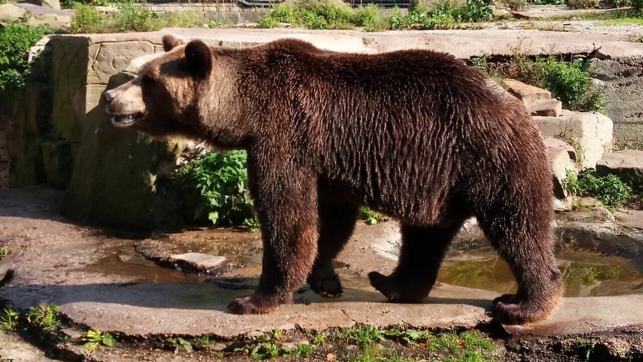 Татарстанцы заметили семью медведей