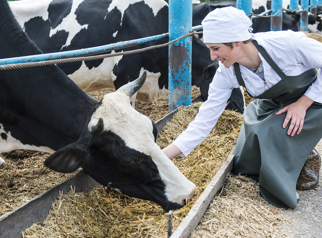 «Тепловой стресс»: Из-за жары коровы в Татарстане стали давать меньше молока