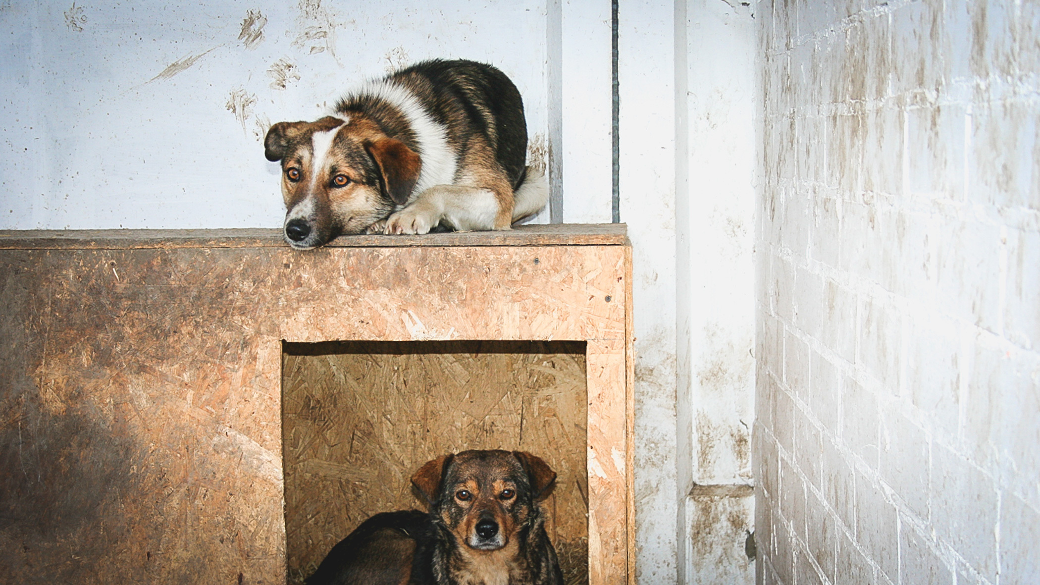 Татарстан предложил содержать бездомных собак в «неприютах» до 2026 года