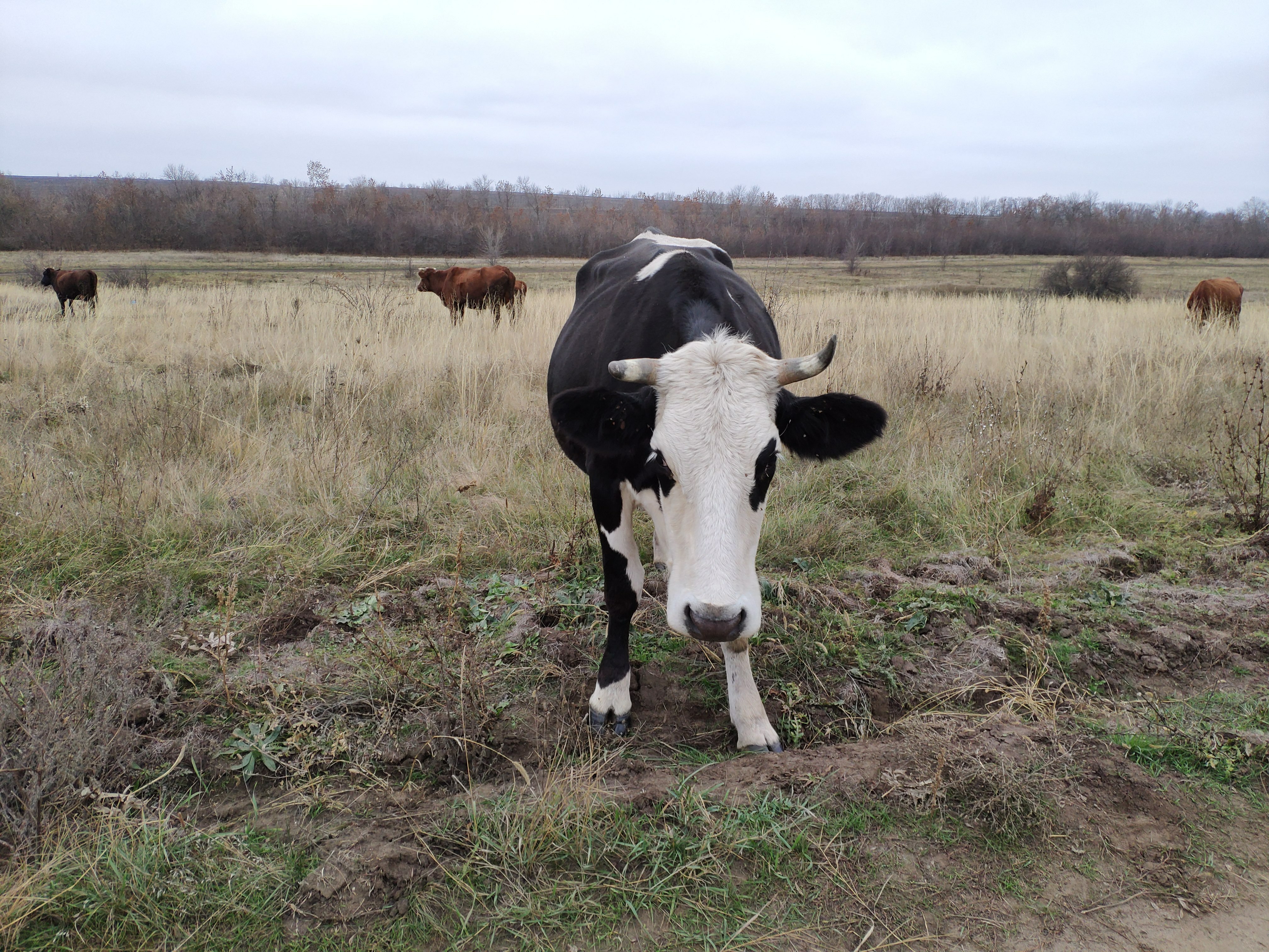 В Татарстане из горящей фермы вывели 50 коров и 70 телят