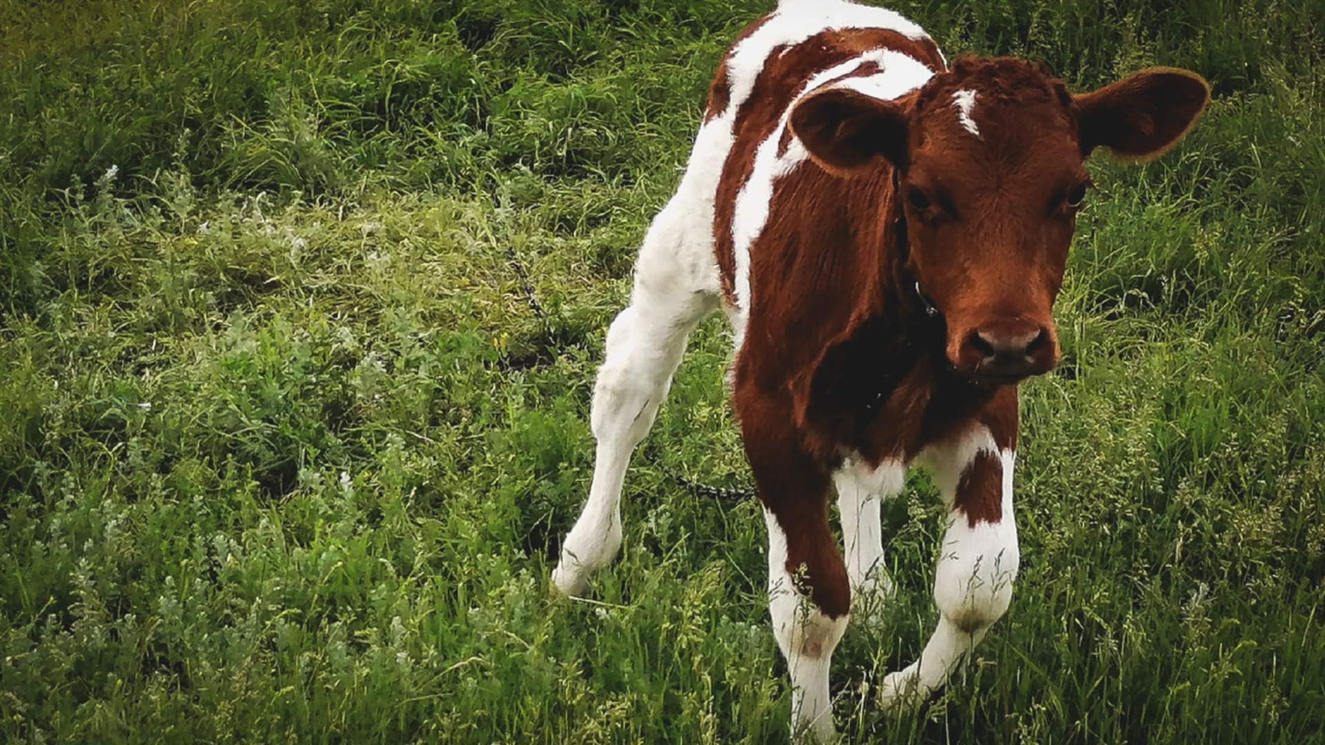 В Татарстане районы зарезали коров, несмотря на свои обещания