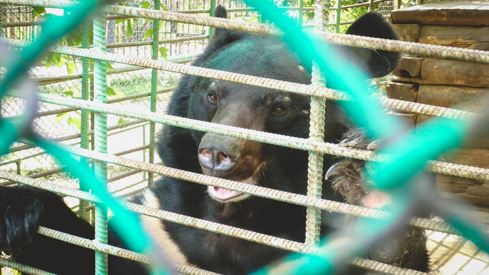 Госкомитет по биоресурсам проверил содержание медведя в клетке в Татарстане
