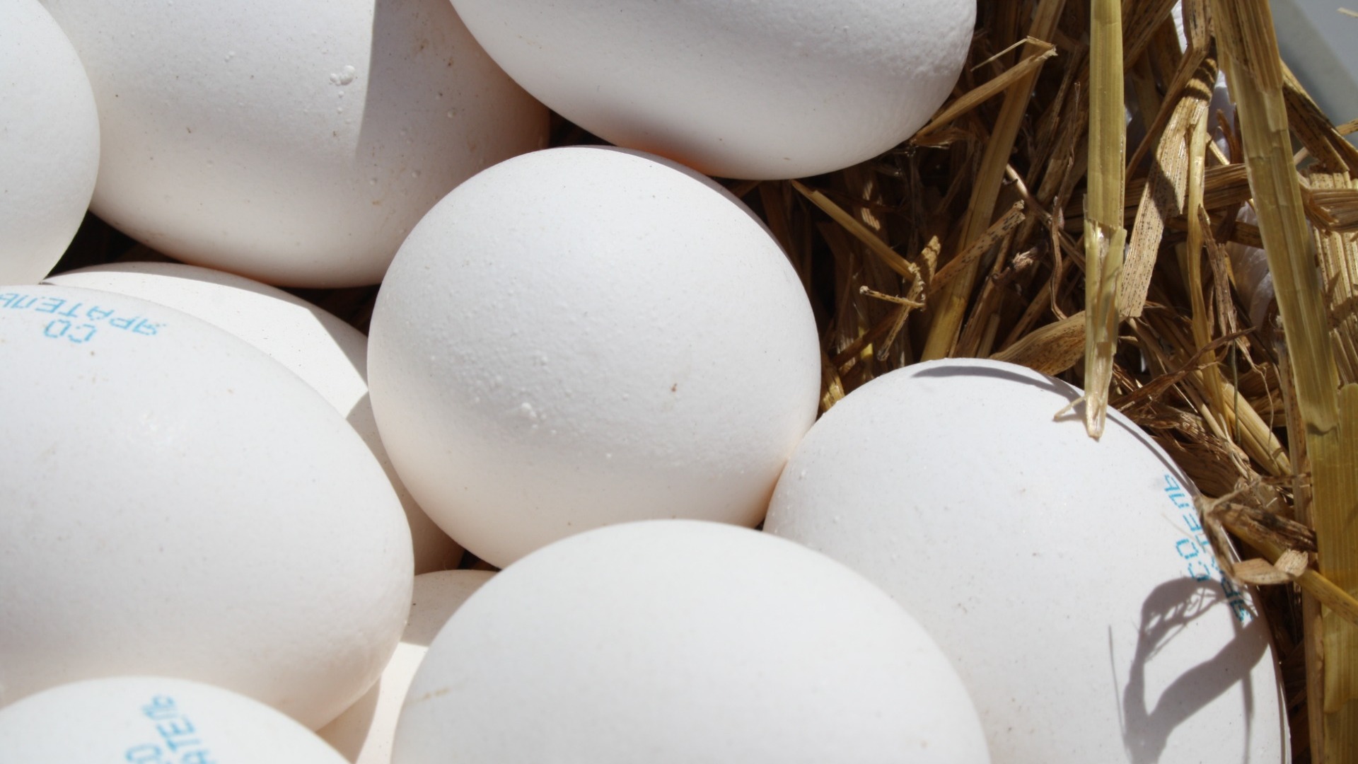 Из Татарстана в Башкирию увезут 300 тысяч яиц с фабрики, где нашли птичий грипп