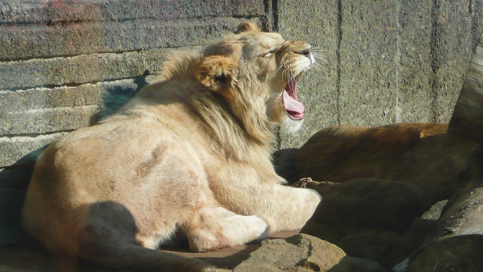 «Рык львов сильнее»: казанский зооботсад прокомментировал громкое мероприятие