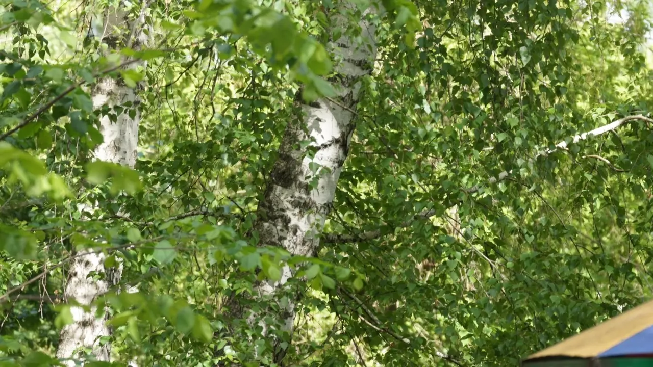 Татарстанцам еще на 3 недели запретили ходить в леса