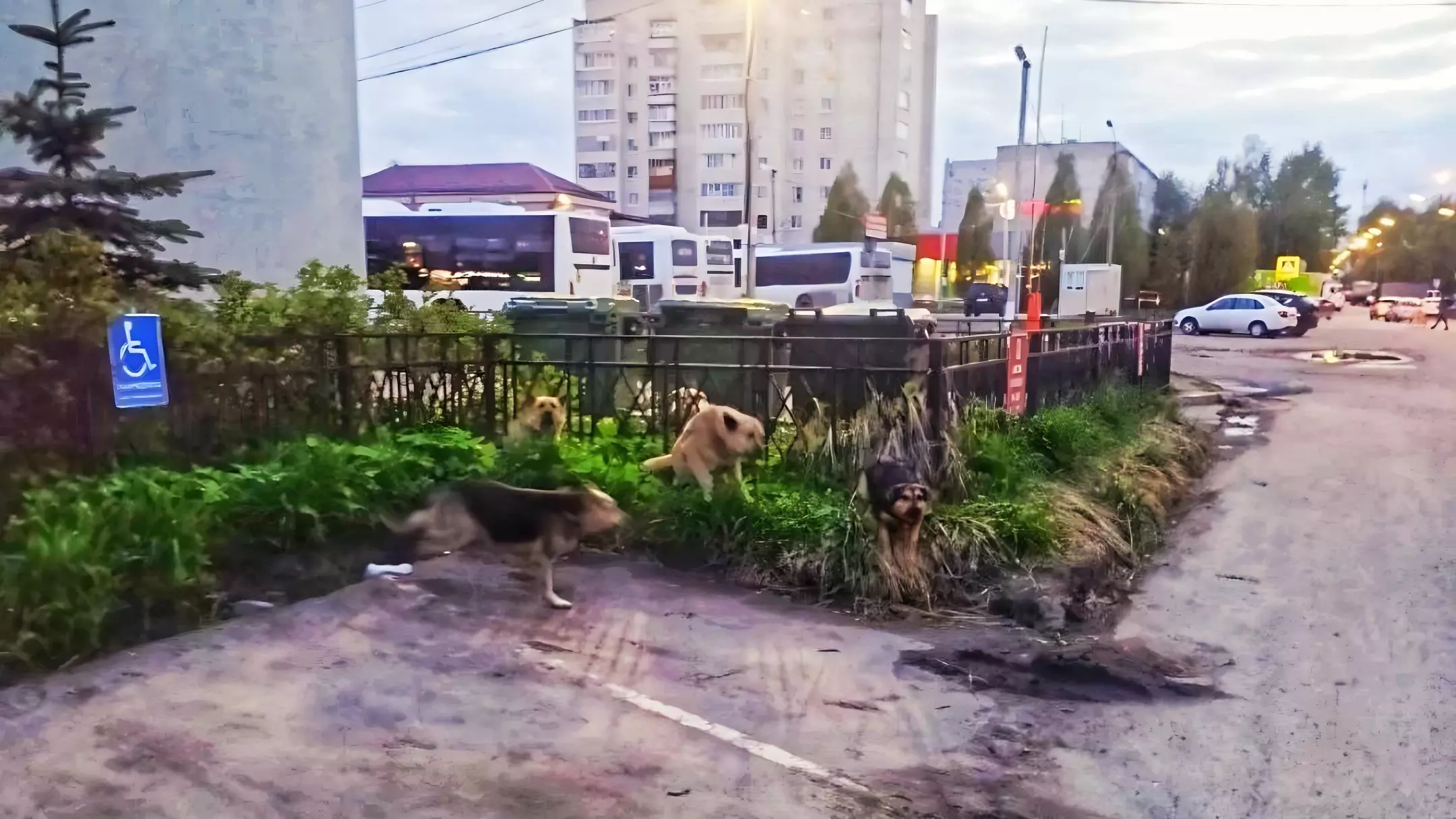 Татарстанцы продолжают страдать от бродячих собак