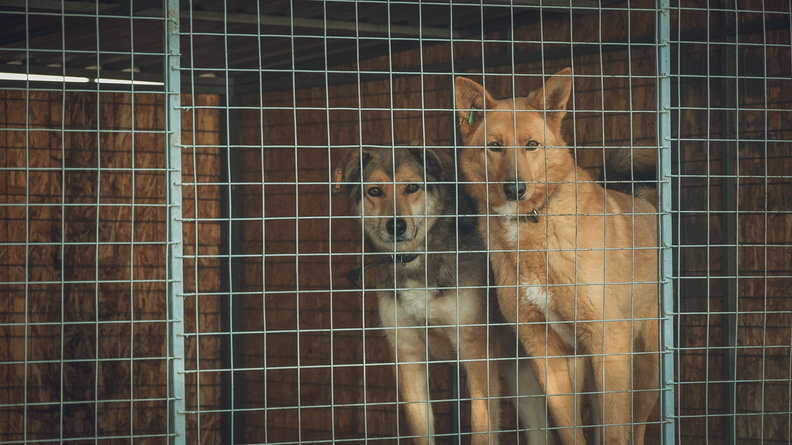 В Татарстане затопило приют с собаками