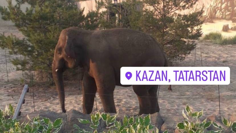 В казанский зоопарк привезли слона