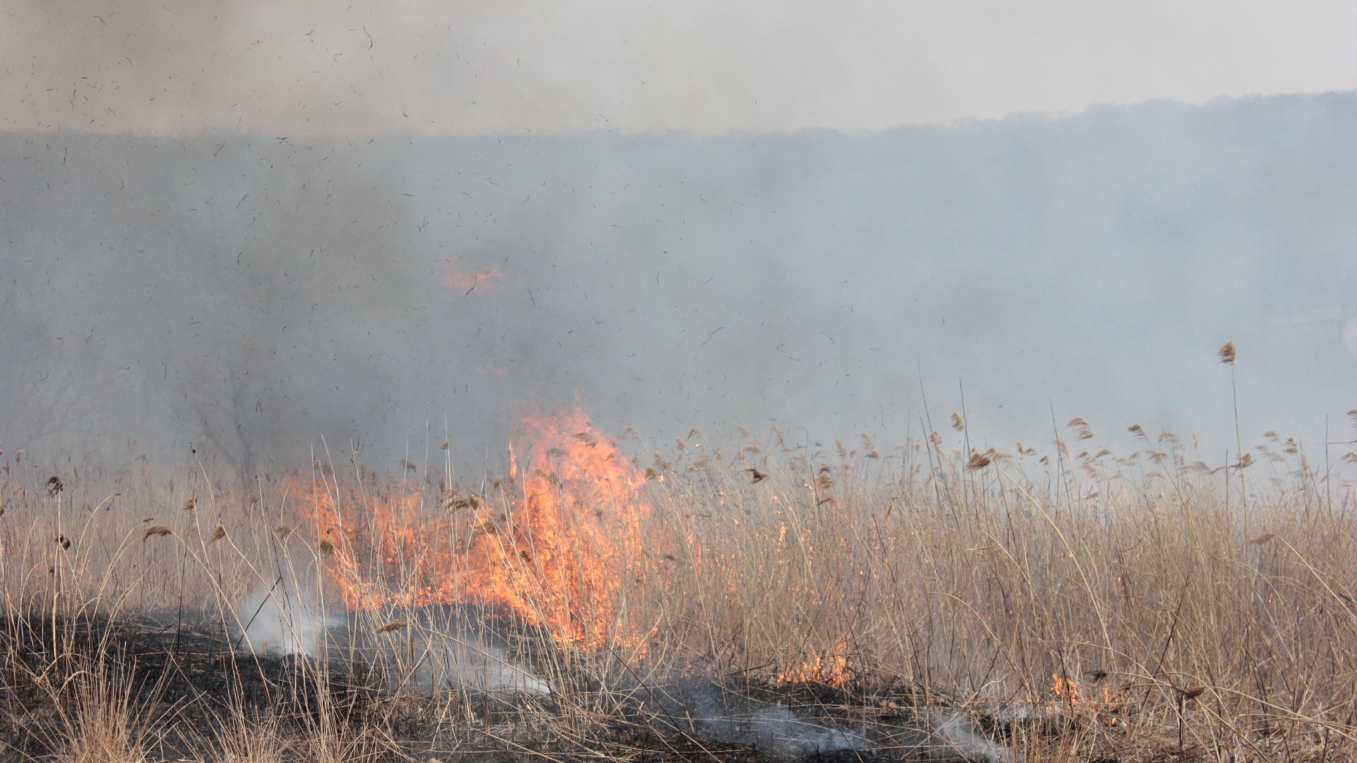 Количество природных пожаров в Татарстане увеличилось вдвое