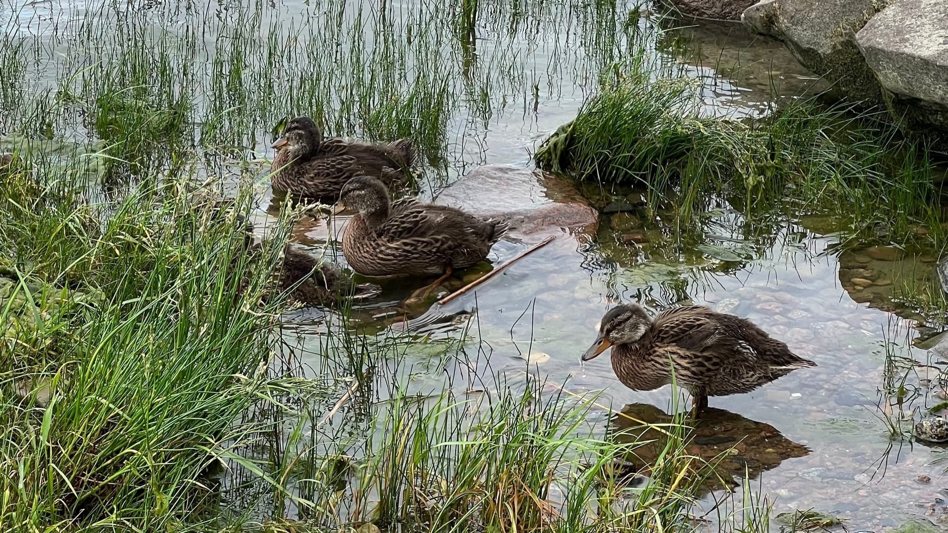 Казанцев обвинили в гибели птиц в парке «Черное озеро»