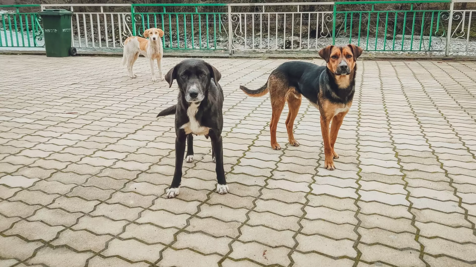 В Альметьевске бездомные собаки массово убивают животных