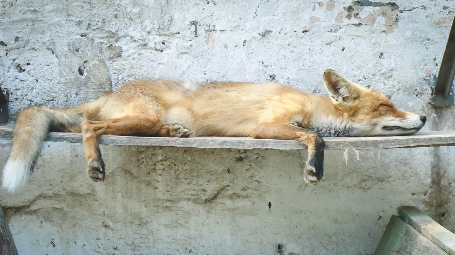 В Татарстане объяснили появление лисы в городе