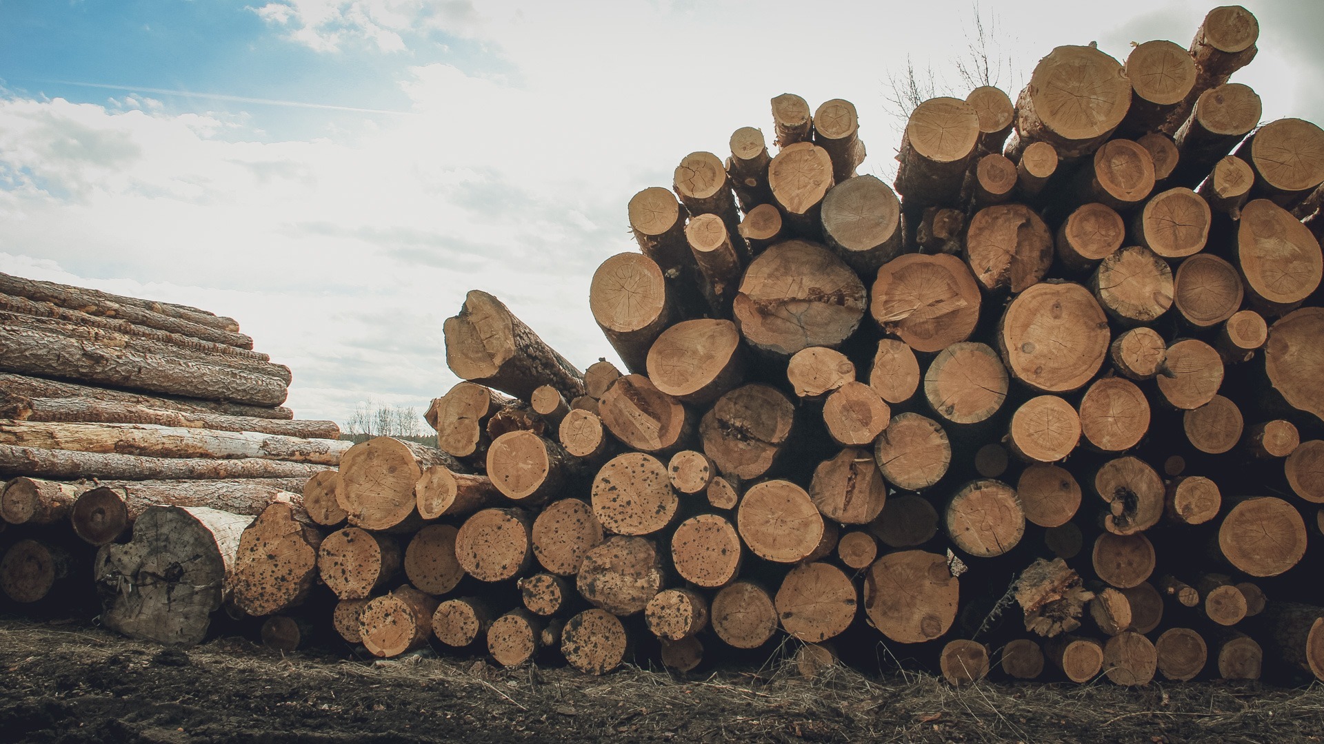 Лесники незаконно вырубили 114 деревьев в Татарстане