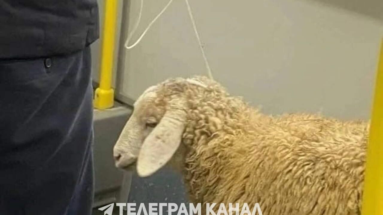 Казанец катался в автобусе с овцой