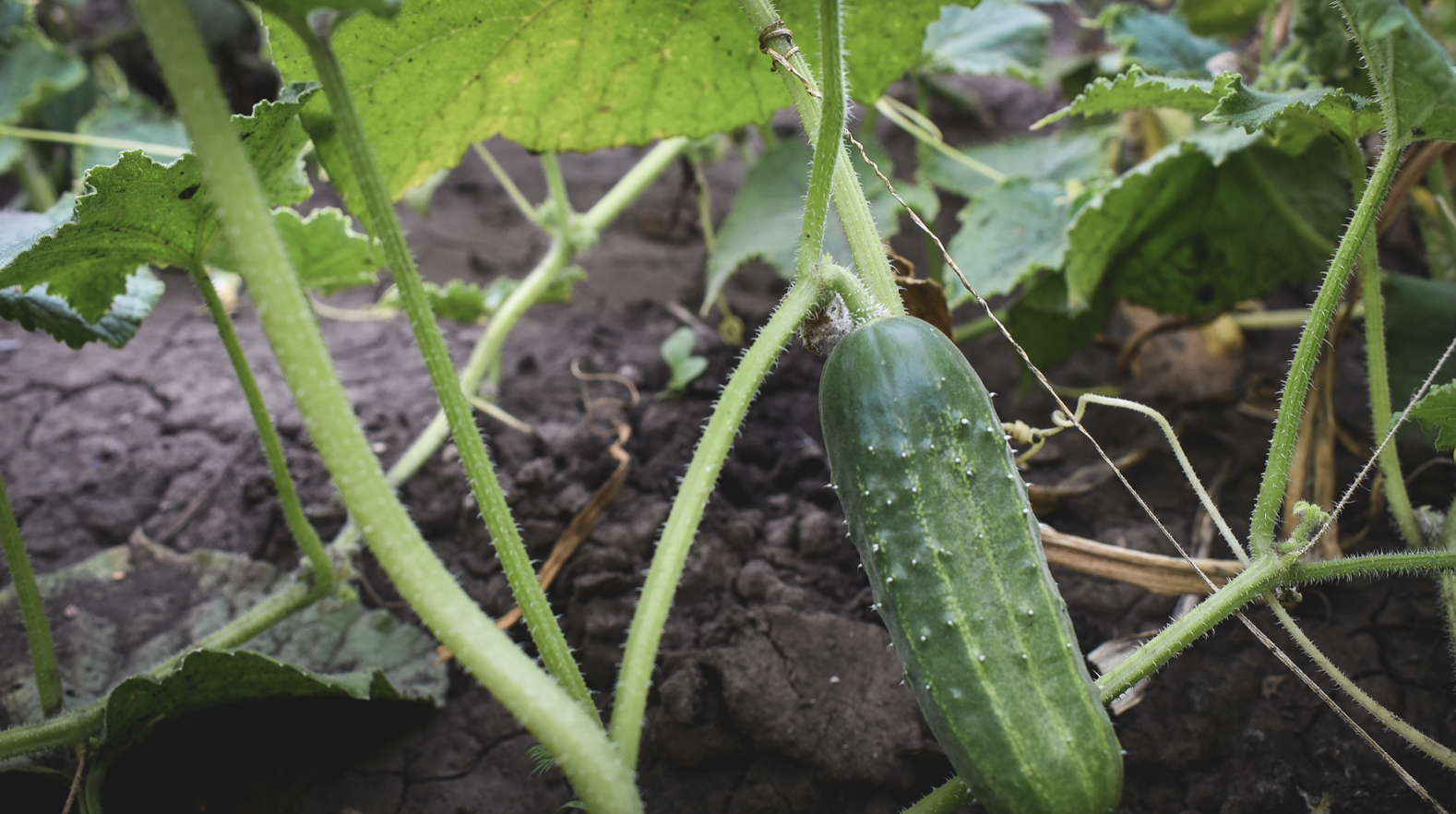 Почему огурцы лучше выращивать через рассаду: советы для дачников