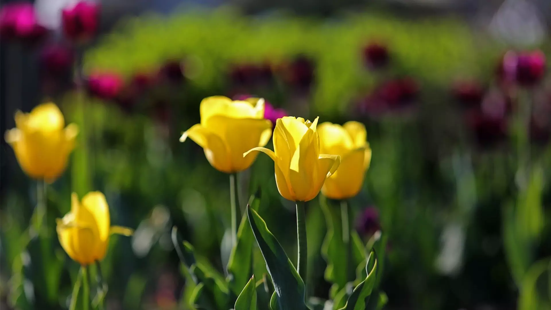 В Елабуге к 9 мая закупят цветы на 2,6 млн рублей