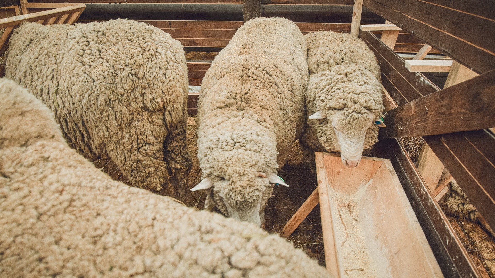 Татарстанцев попросили не завозить овец из других регионов