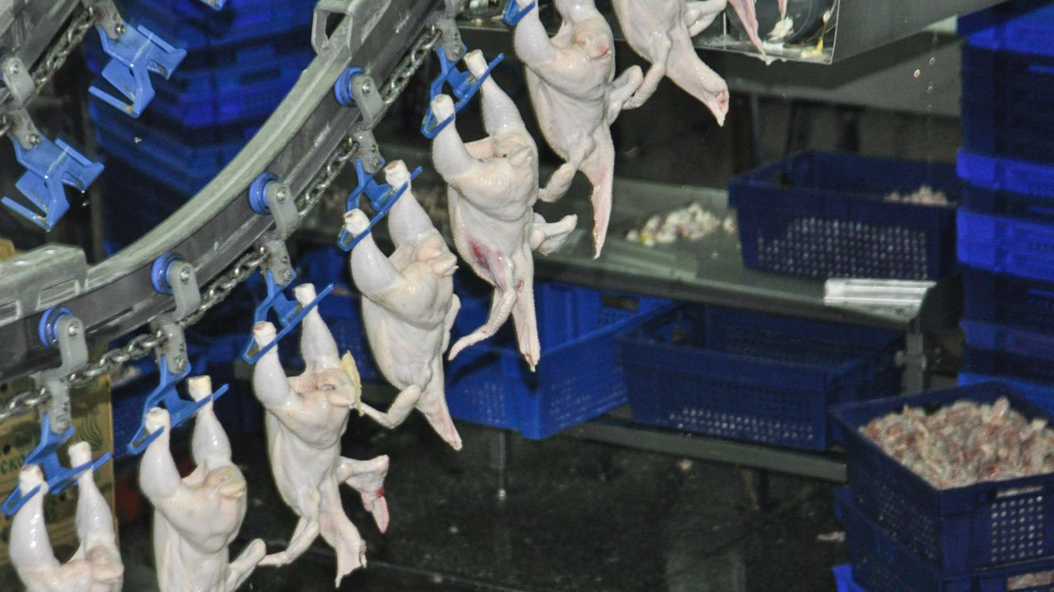 В Татарстане мясо кур дорожает пять недель подряд
