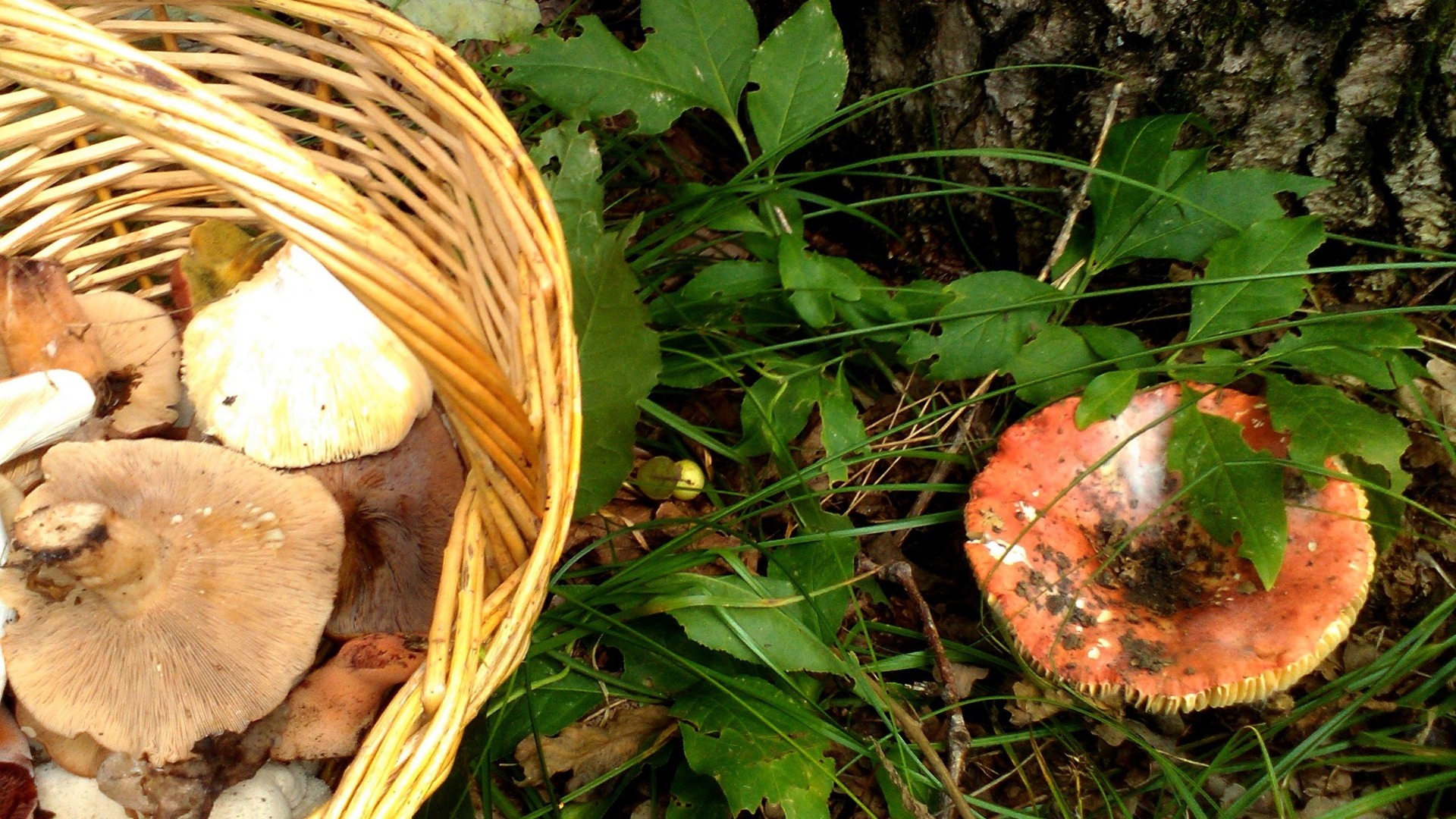 В Татарстане уменьшилось число отравившихся грибами