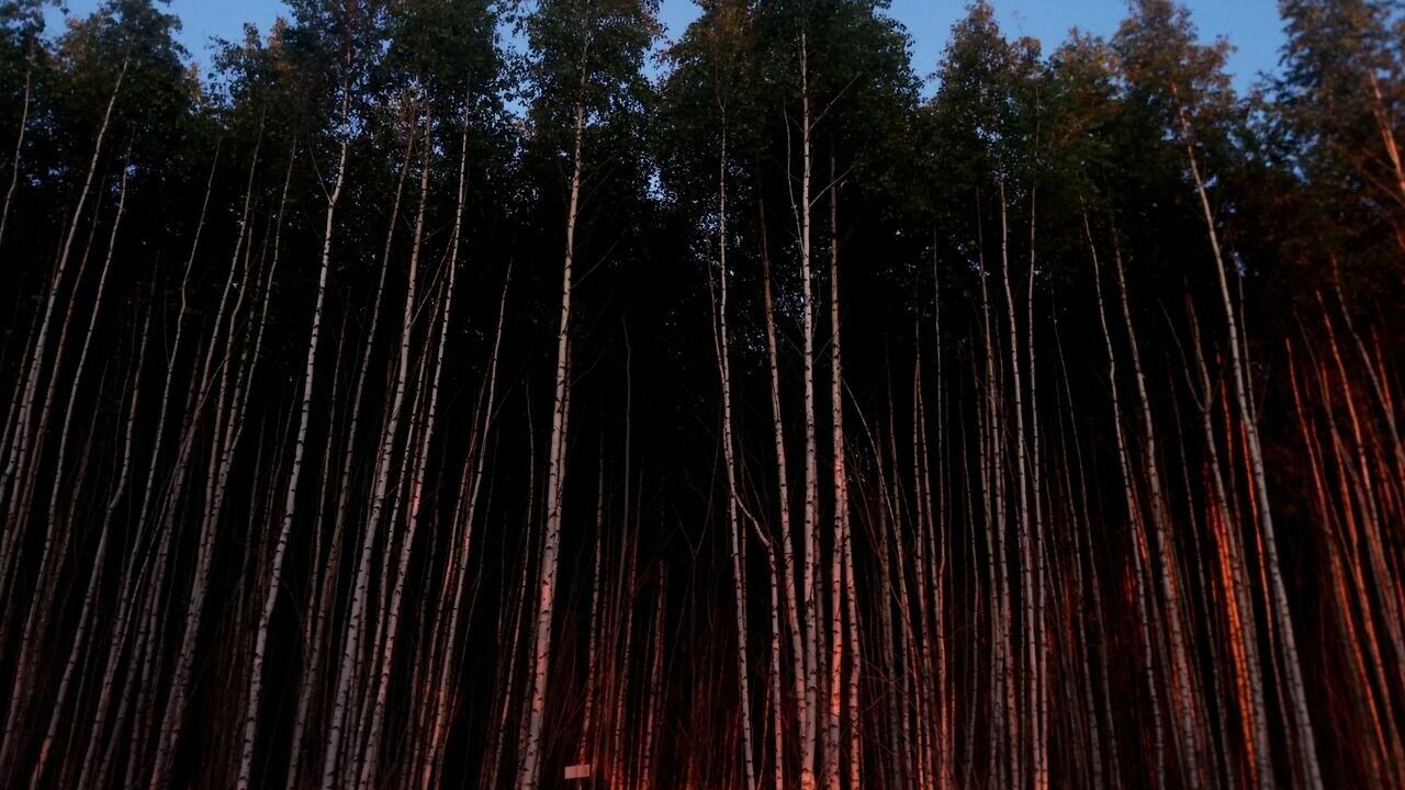 В Нижнекамске появится кедровый лес