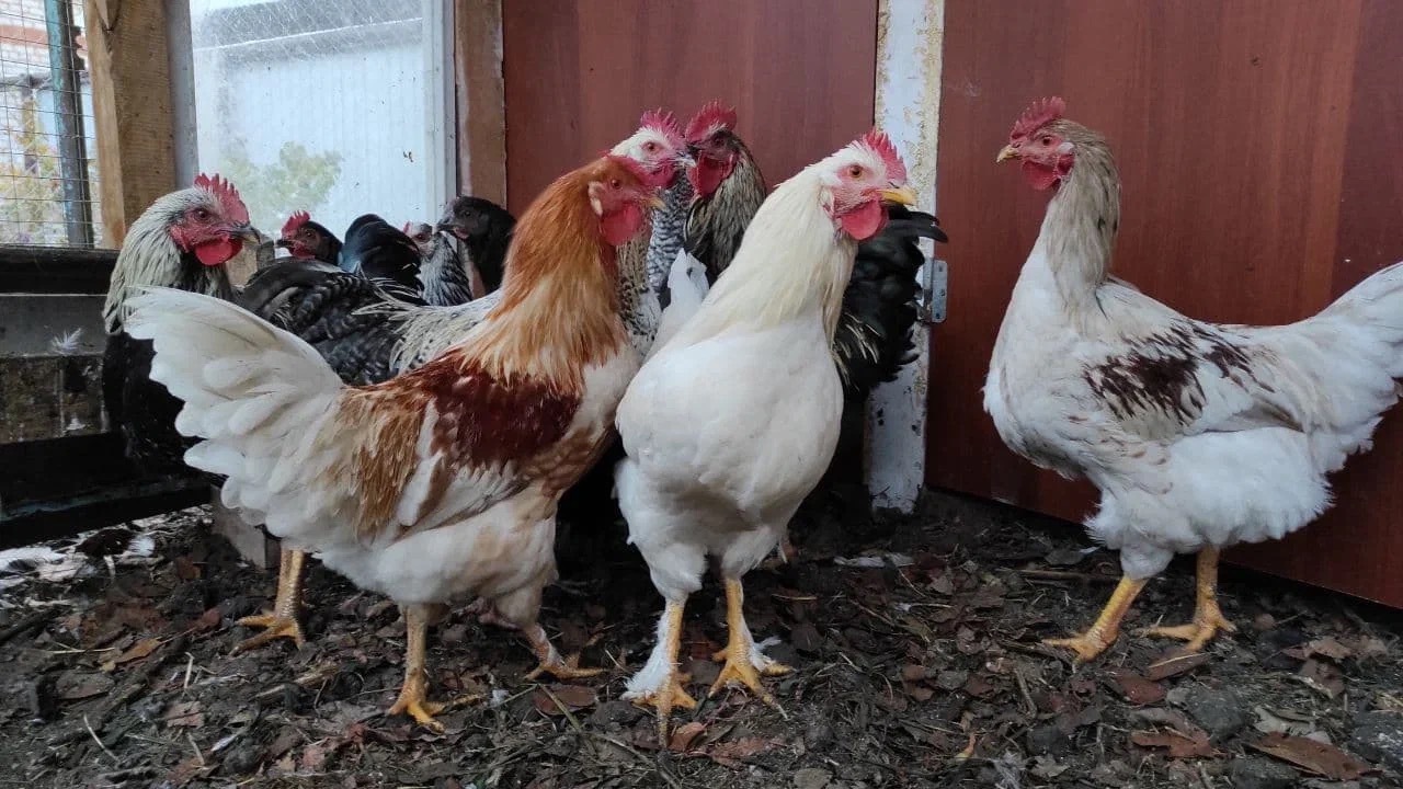 Из-за птичьего гриппа в Татарстане изымают птицу и яйца