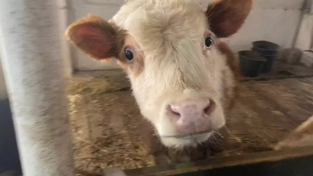 Фермеры через интернет следят за желудками коров