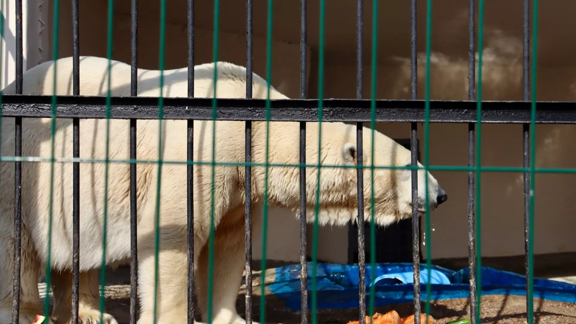 Ветеринары казанского зоопарка заявили об ухудшении здоровья белого медведя