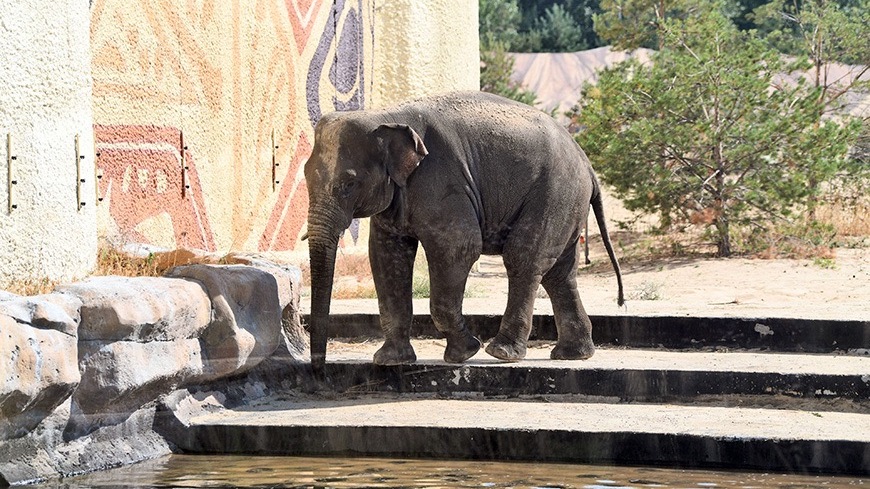 Слона в казанский зоопарк доставили в сопровождении ГИБДД