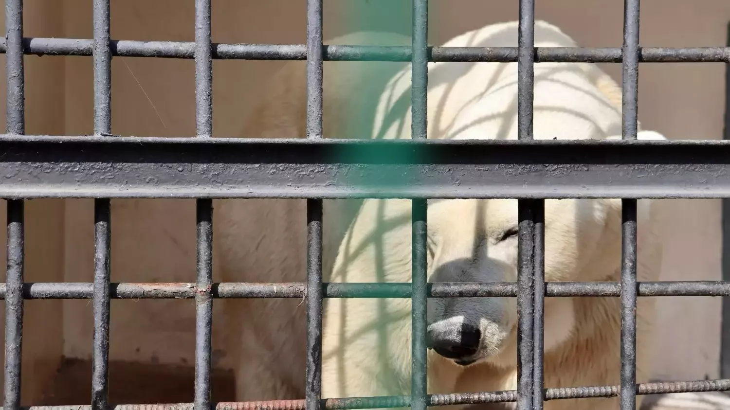 В Перми не знают, когда заберут медведя из казанского зоопарка