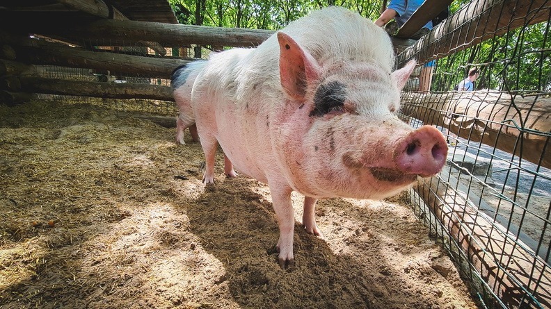 В Татарстане 5 районов избавились от африканской чумы свиней
