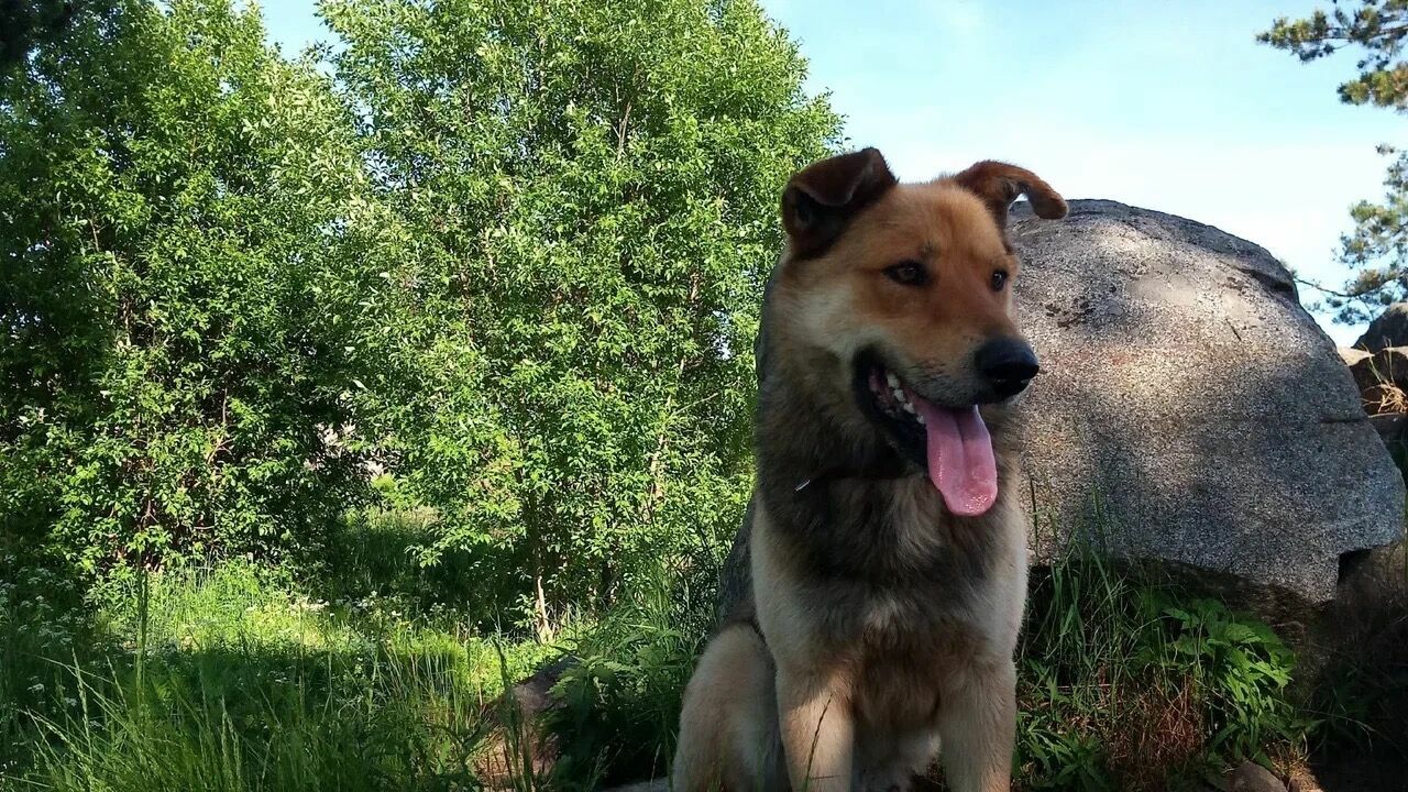В Татарстане отловщики собак катают их в «гробах» — Telegram