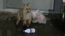 Челнинец увидел на мусорке голодающую лисицу