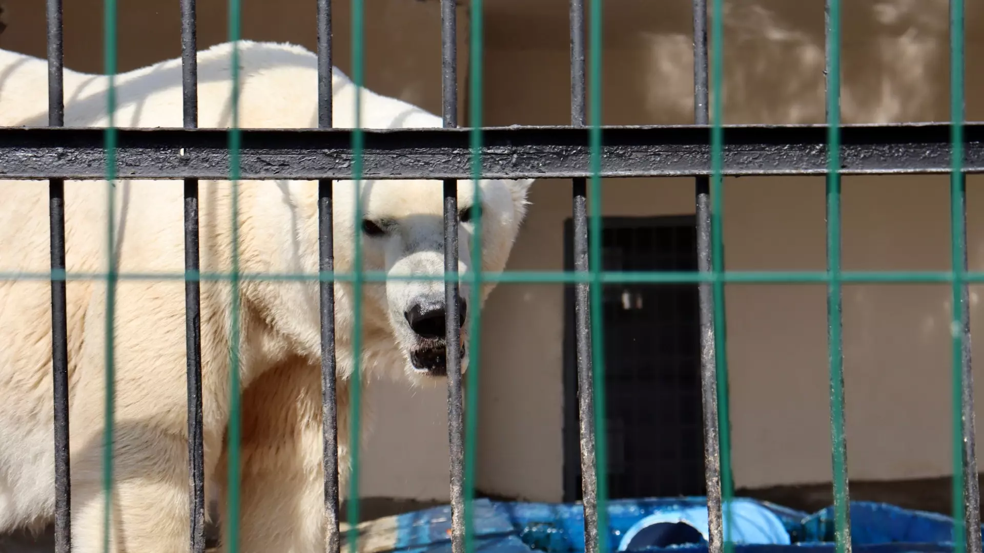 Белый медведь мучается в тесном вольере казанского зоопарка: фото