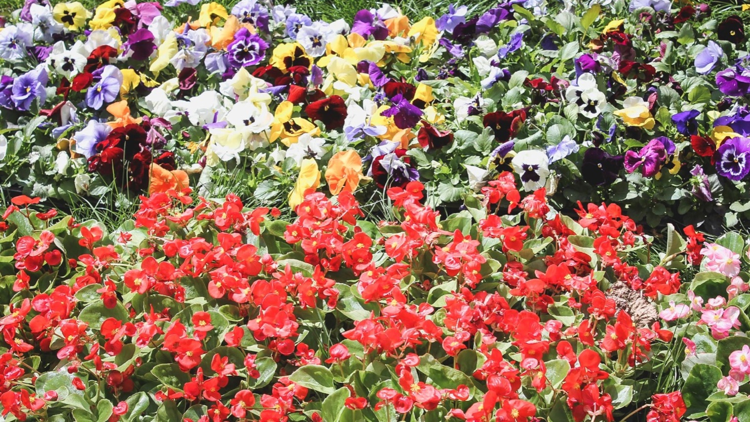 Женщины украли цветы с клумбы пенсионерки в Татарстане